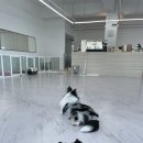 레스트윗 이미지