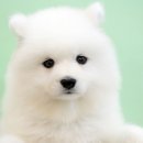 복실복실 이미지