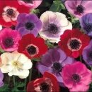 아네모네 이미지