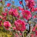 표충사주차장 | 2026 부산근교 당일치기 봄코스 :: 밀양 표충사 홍매화 &amp; 산책코스 총정리