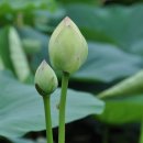 신평저수지 이미지