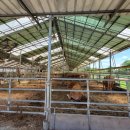 대흥축사 이미지