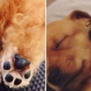 나는댕댕이다 이미지