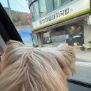 기장애견 | [기장 펜션 ] 올라아미고 애견동반 펜션 내돈내산 찐 후기! c동 1호