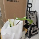 뷰티송 | 감성식물 "필로덴드론 뷰티 그린" 피플랜트 재배송후기