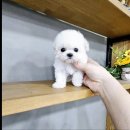 강아지분양 애견입양 아이러브독 인천점 이미지