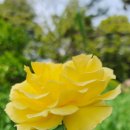Yellow 이미지