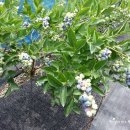 용인농장 이미지