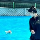 벨라 그루밍 이미지