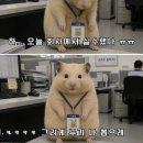 하야루비 | 태국 치앙마이산 마하사녹 무지개망고🥭, 샤브샤브 무한리필 후기(주말 종류, 가격정보 및 소스조합 꿀팁)