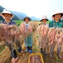 지리산농협 APC 이미지