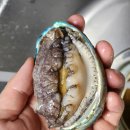 전복장터 | 남도장터 싱싱한 완도 활전복 오도독 맛있는 전복회 손질