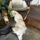 쇼와 | 평택 근처 카페 데이트 성환 오비코히 후기, 쇼와푸딩, 천안 성환 카페 오비코히