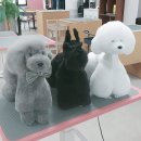 김해애견미용학원