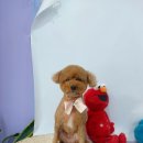 도그밍 네이버블로그
