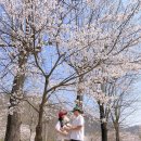 애견동반 가능한 홍천 보리울캠핑장 강원도 벚꽃명소 개화시기