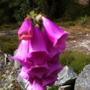 여우 사진 추가_이색적인 '디기탈리스' (폭스글로브: Foxglove) 이미지