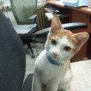 안정파출소 이미지