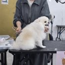 서산애견미용학원