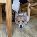 서생원조대게 이미지