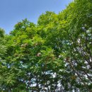 중앙공원무대 뒤 이미지