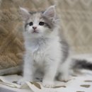 메인쿤 하우스 이미지