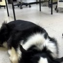 미용특공대 이미지