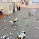 호야별 애견유치원 이미지