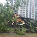 느티나무사거리 이미지