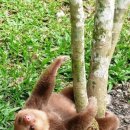 나무늘보 이미지