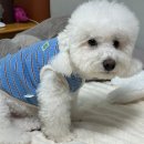 광주강아지옷 패션독