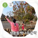 신흥2리(동백마을)농촌체험휴양마을 | 제주 남쪽 가볼만한곳 신흥동백나무군락