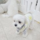 댕댕가르텐 강아지애견유치원호텔 이미지