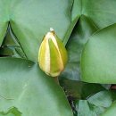 수련농장 Daum카페