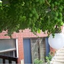 해맞이 민박 이미지