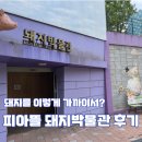 이천농장 | 아이와 가볼만한 이천 체험농장 피아뜰 돼지박물관 솔직 후기
