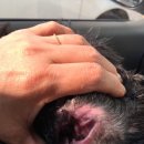 BB 동물병원 이미지