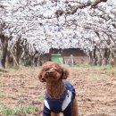 로즈메리 펫뷰티샵 이미지