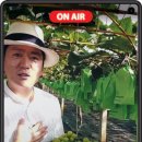 영상농장2 이미지