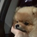 비스트로정 이미지