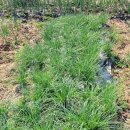 광주농장 이미지