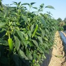 환오농장 이미지