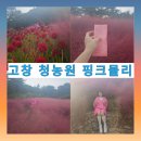 핑크뮬리 | 고창 가볼 만한 곳 고창 청농원 핑크 뮬리 방문 후기🩷