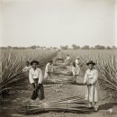 박광수농장 | 김영하 작가 역사 소설 '검은 꽃' 줄거리와 후기 - 멕시코로 떠난 조선인들의 여정 속에서 피어난 인간...