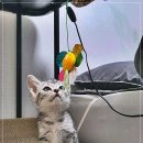 펫365 강아지분양 고양이분양 전주본점 이미지