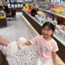 준 pet | 카페야? 펫샵이야? 귀여움 폭발하는 Posh Pet 후기/하노이 반려견 카페추천! 외교단지에서 만난 포쉬펫