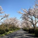 벚꽃주택 이미지