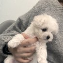 청주강아지분양 애견입양 애견미용 바른펫 이미지