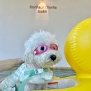 보느몽뜨 이미지