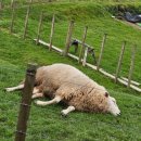 무지개 사슴농장 | 여행이야기 (7) Day7 후카폭포 타우포 호수 번지점프대 로토루아 스카이라인 곤돌라 뷔페 아그로돔 농장
